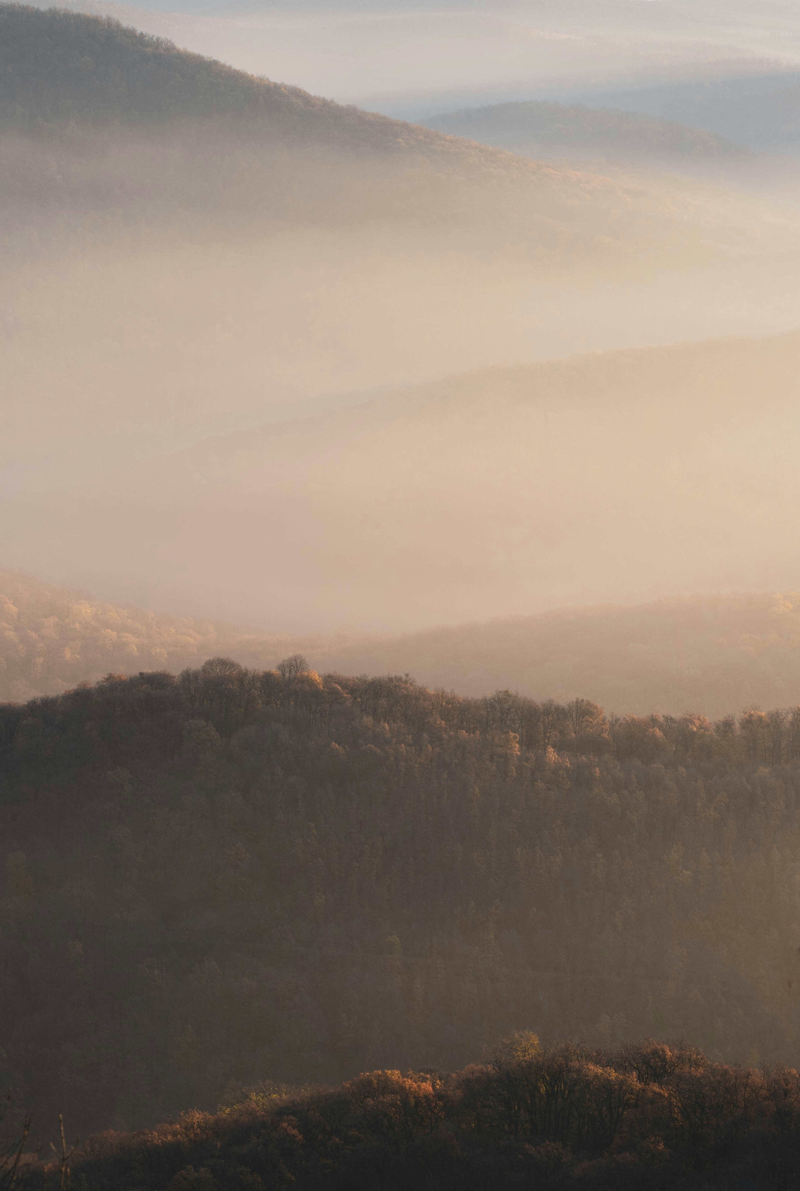 green trees on mountain during daytime