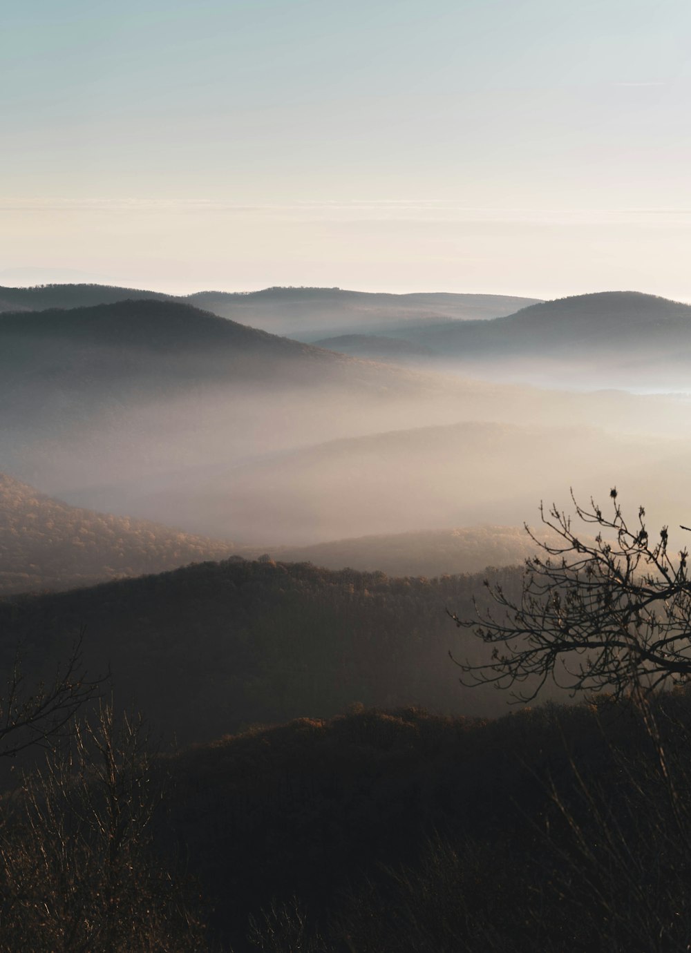 leafless tree on top of mountain