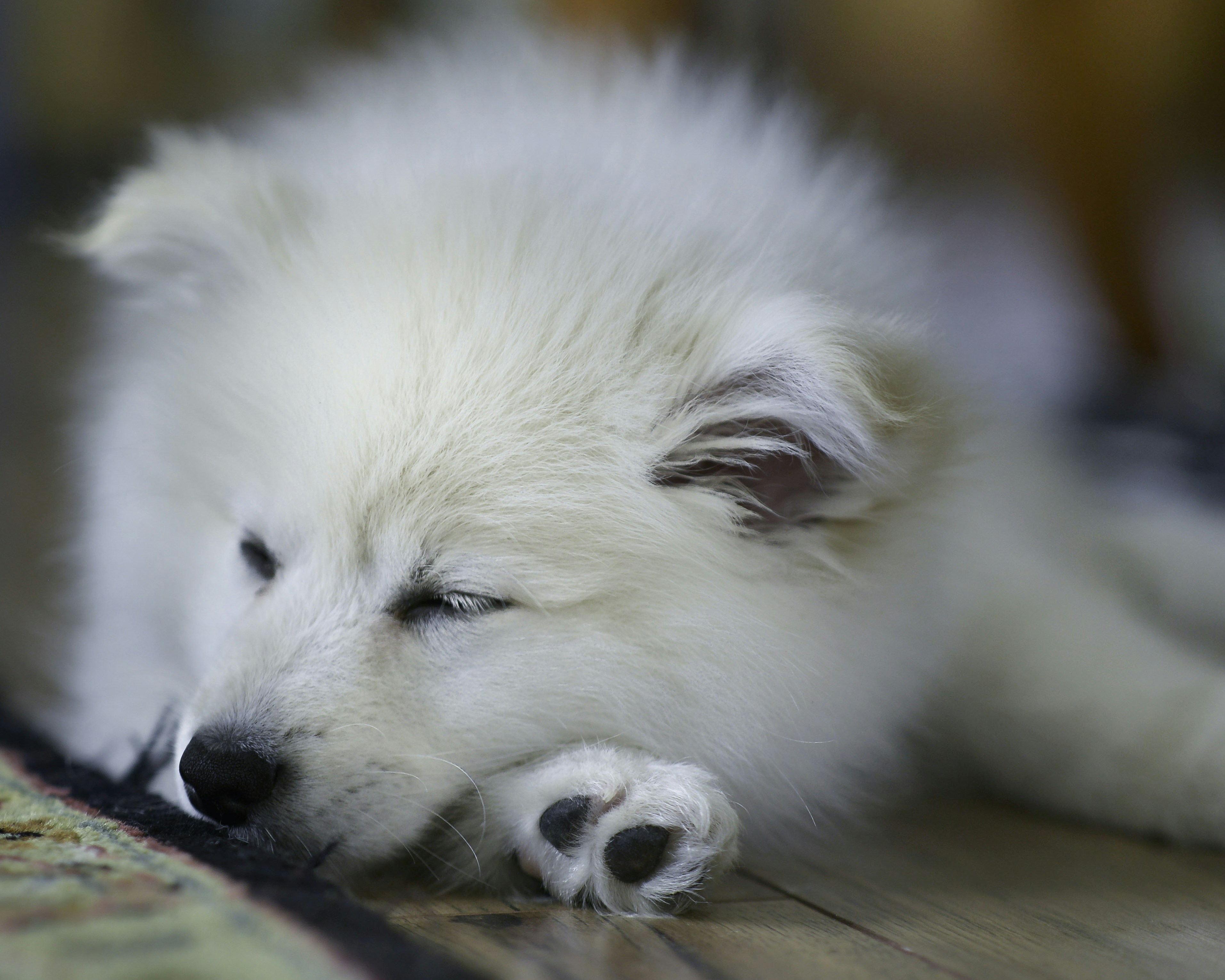 Puppy Sleeping a Lot