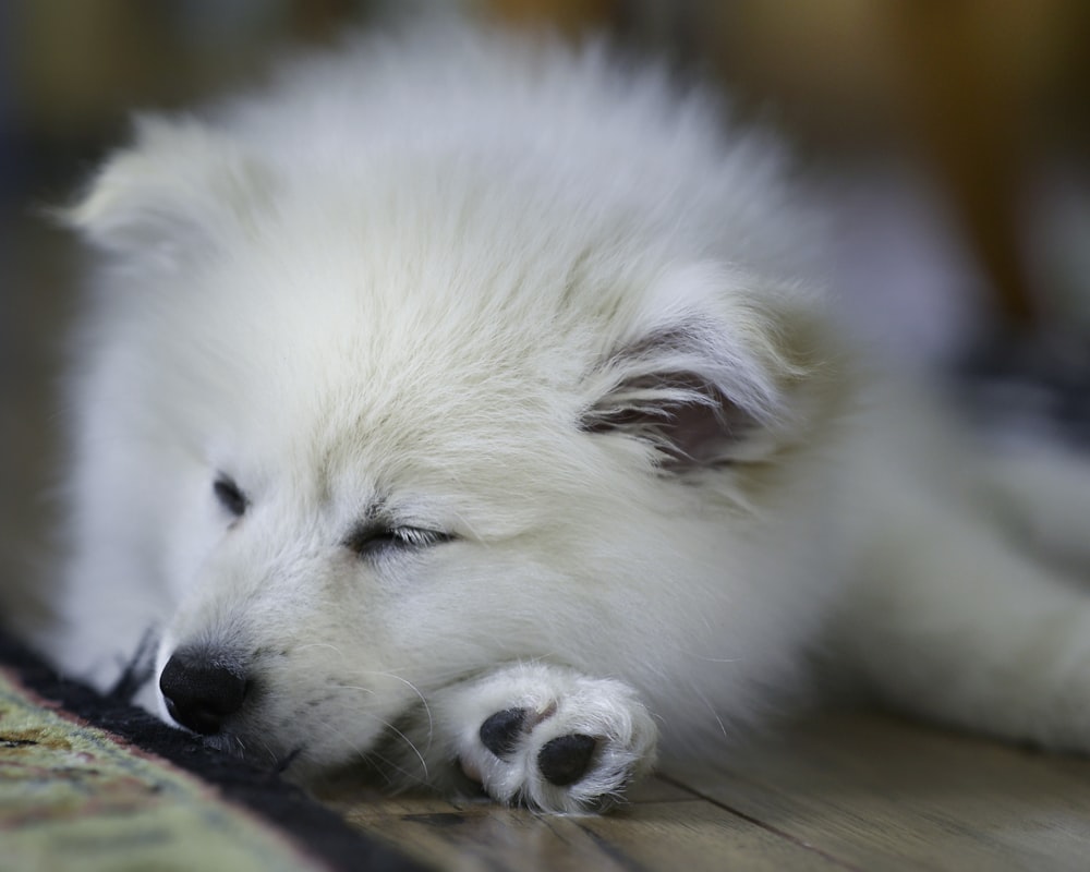 white long coated small dog