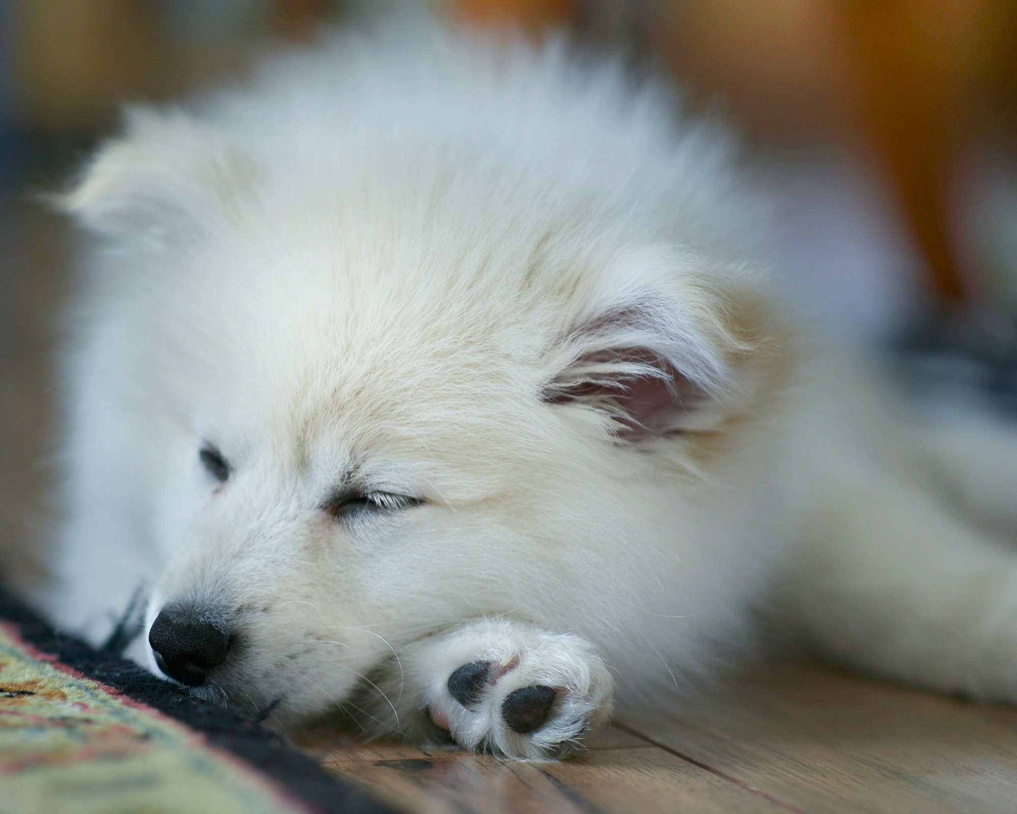 Adorable sleeping puppy dog named Rambo.