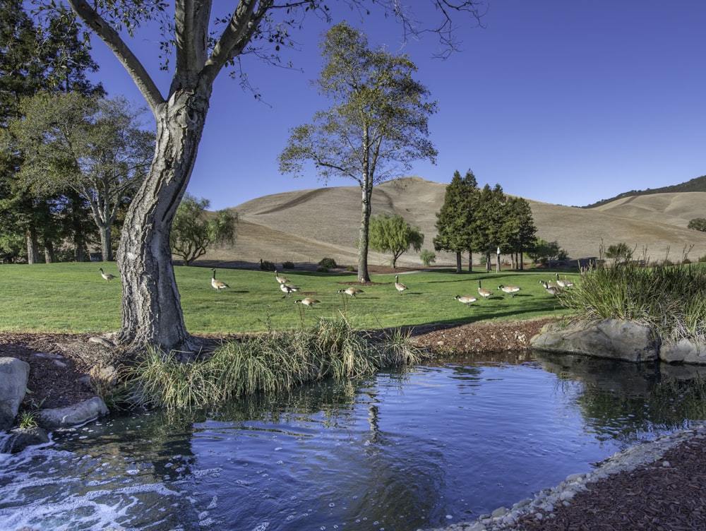 green grass field near body of water during daytime