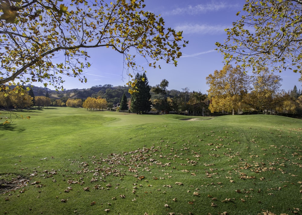 green grass field with trees under blue sky during daytime