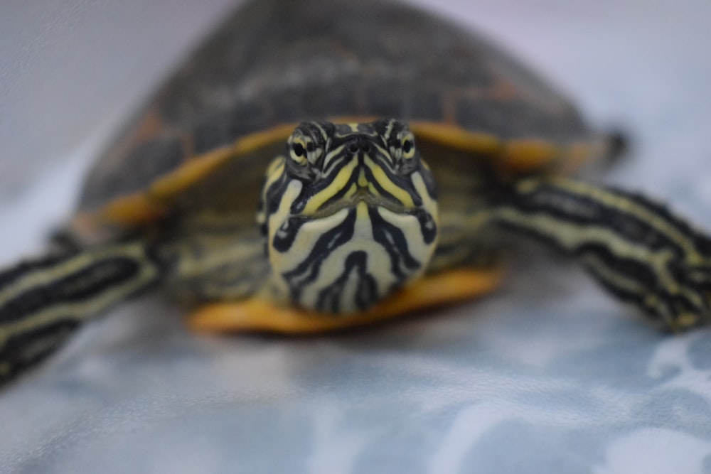 brown and black turtle on white textile