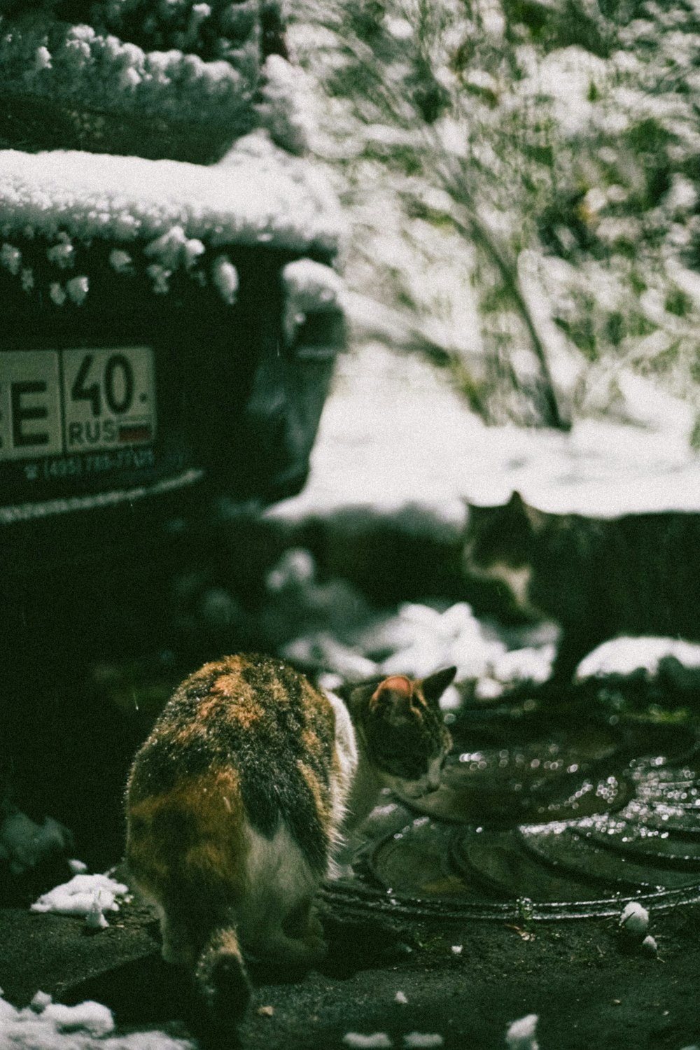 white and brown cat on black car