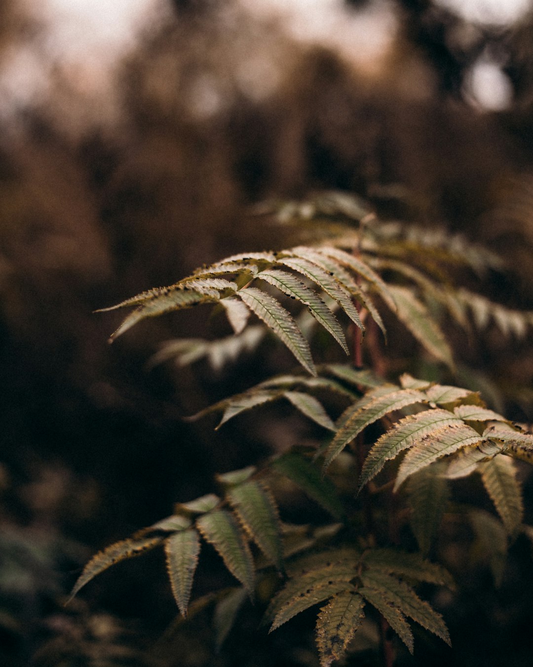 green leaves in tilt shift lens