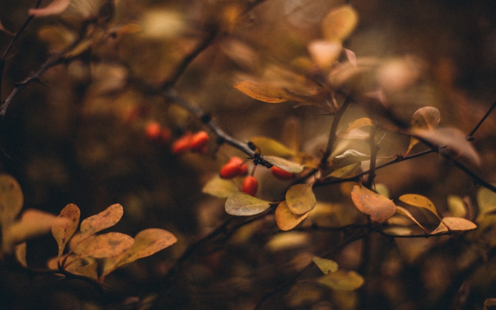 brown leaves on the ground