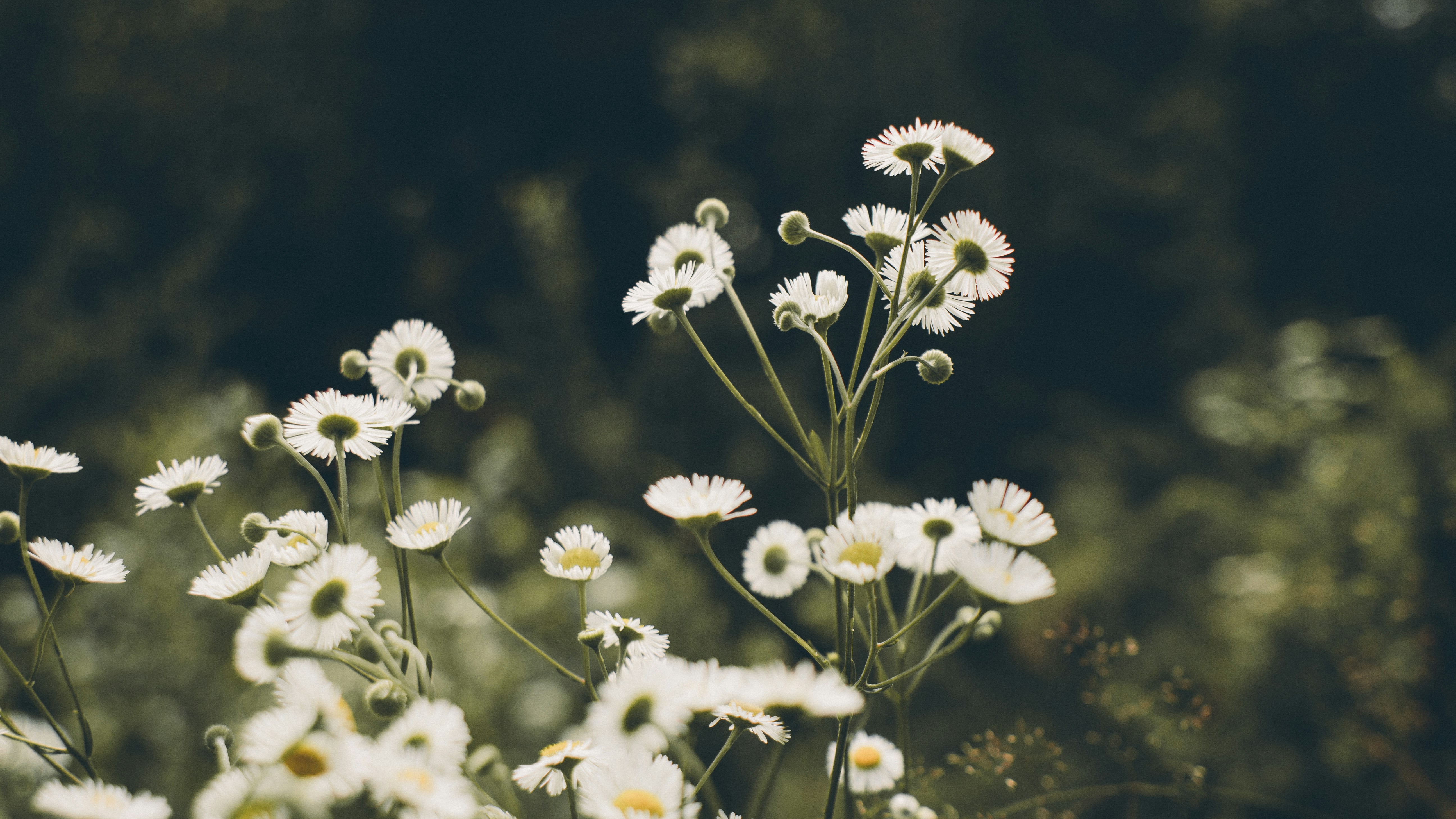 Photo by tobolenkoph