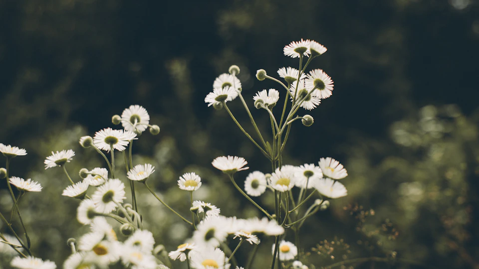 Clustered white daisies face to the right in a field with blurred background surroundings