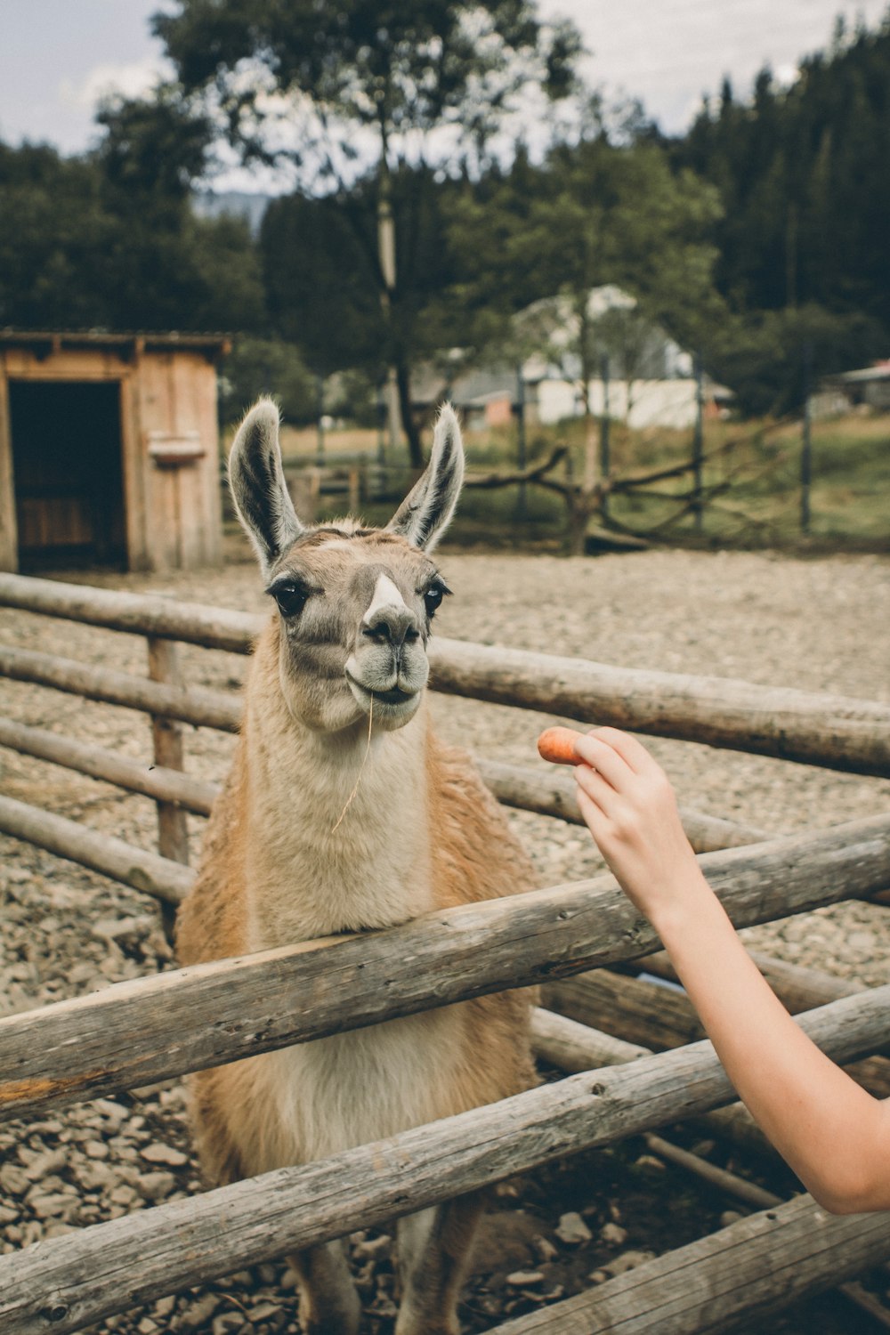 brown and white llama on brown wooden fence during daytime