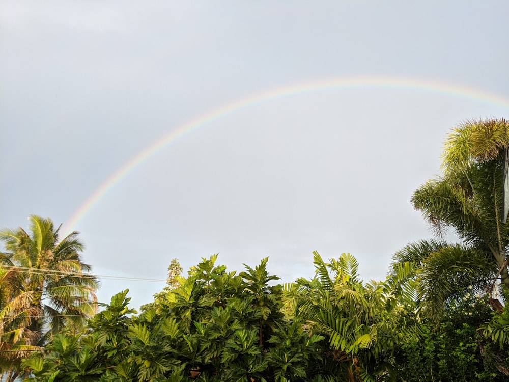 green leaves under rainbow during daytime