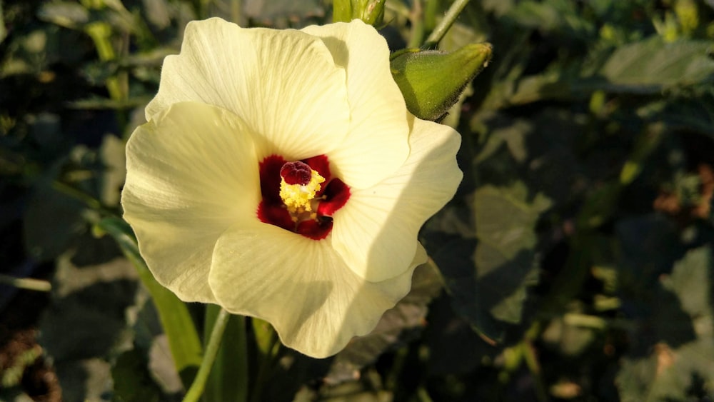 white flower with red and black ladybug