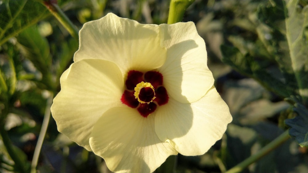 white and red flower in bloom during daytime