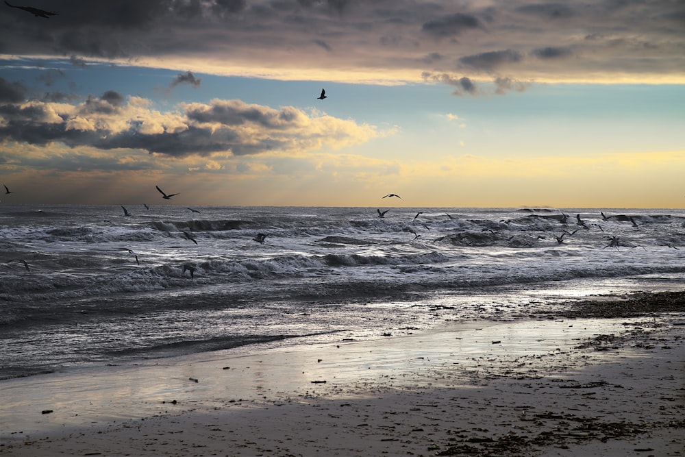 birds flying over the sea during sunset