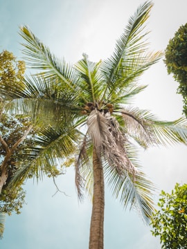 A tall coconut palm tree with lush green fronds extends toward a bright, clear sky. Several coconuts are clustered near the top of the trunk, surrounded by vibrant foliage. The sunlight filters through the leaves, creating a serene and tropical atmosphere.
