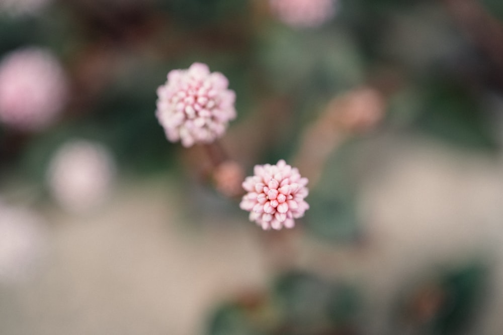 pink and white flower in tilt shift lens