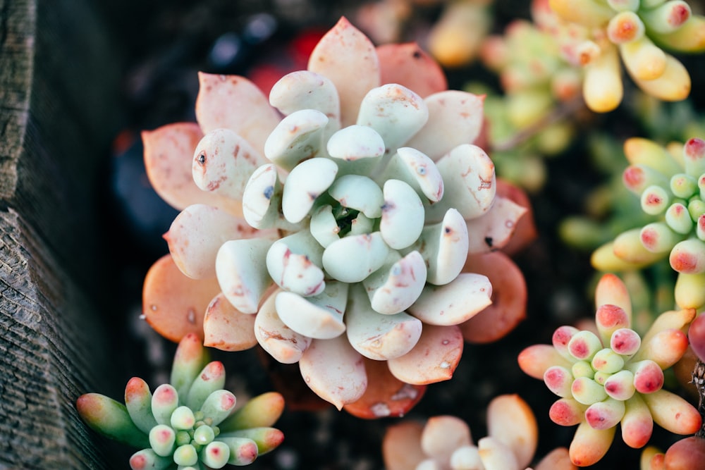 white and pink flower buds