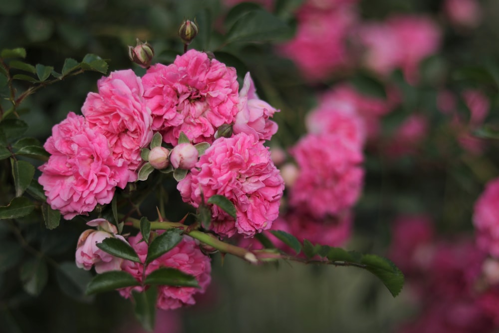 pink flowers in tilt shift lens