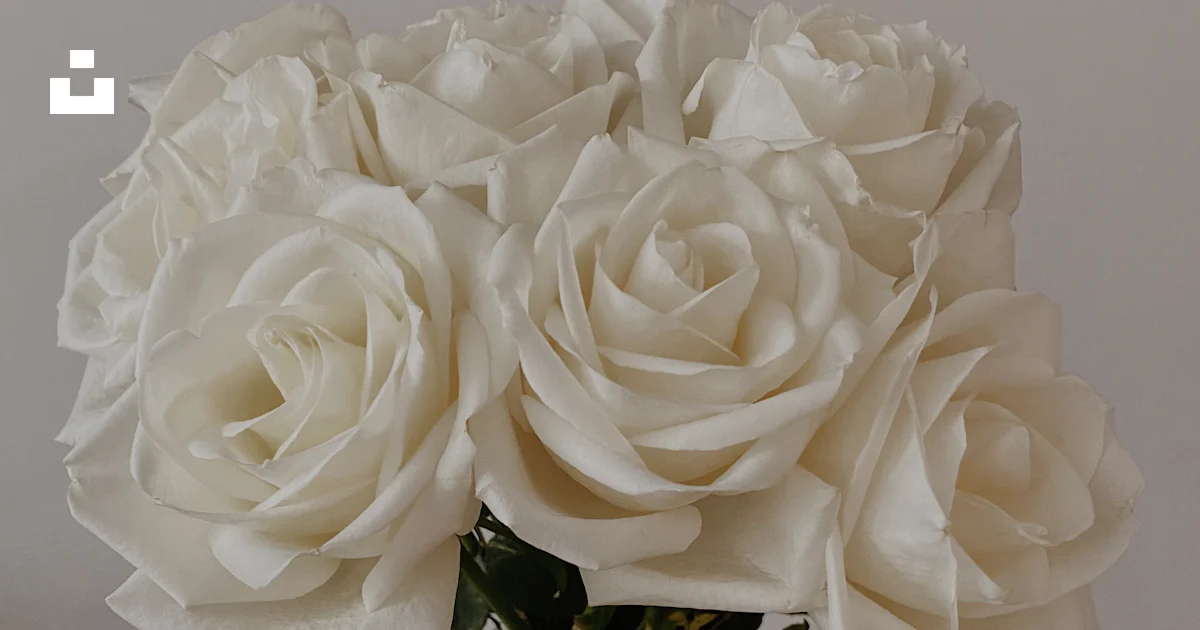 Countdown Rose White rose in close up photography photo – Free Flowers Image on Unsplash