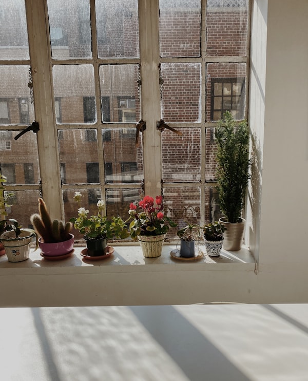 plants in the window