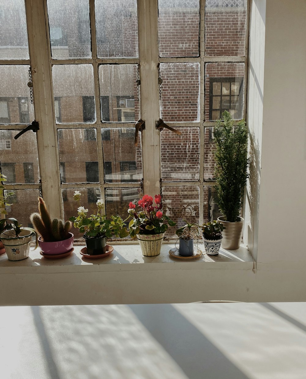 green potted plants on window