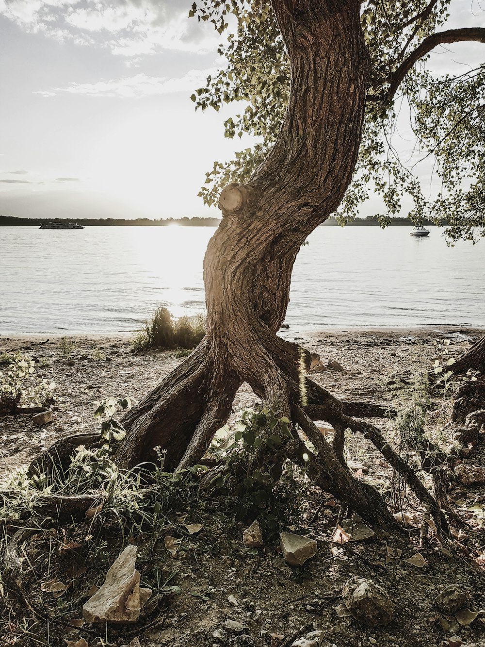 brown tree trunk near body of water during daytime