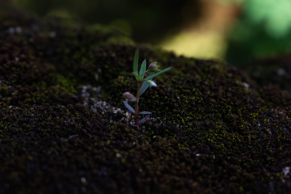 Planta verde sobre suelo negro