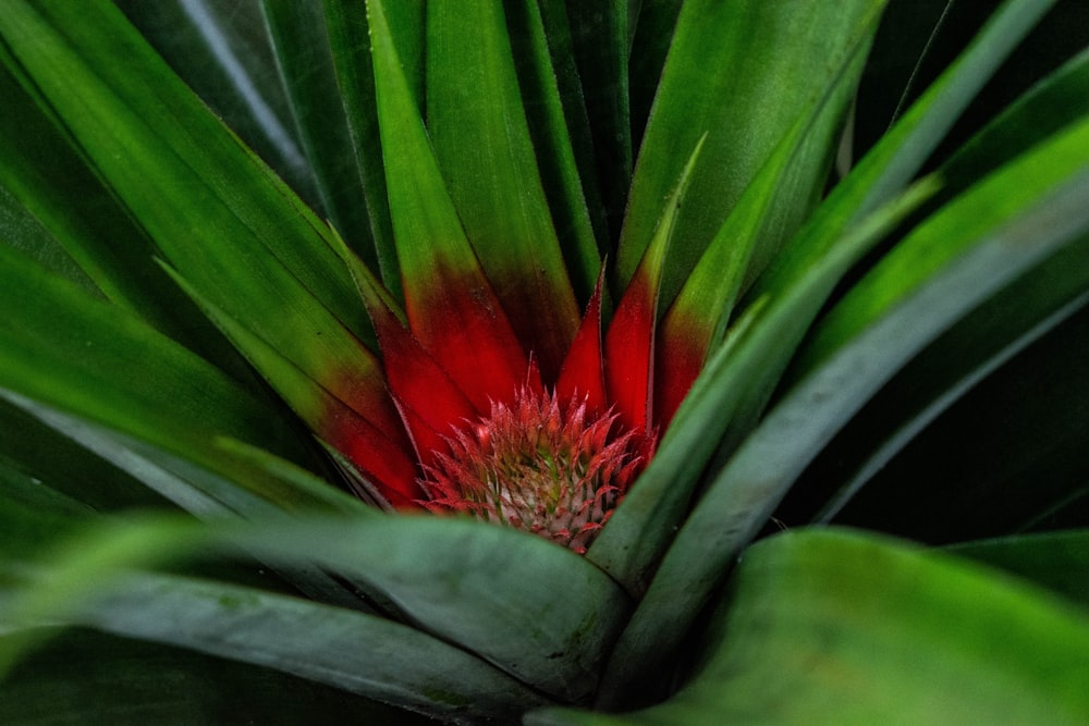 Planta roja y verde en fotografía de primer plano