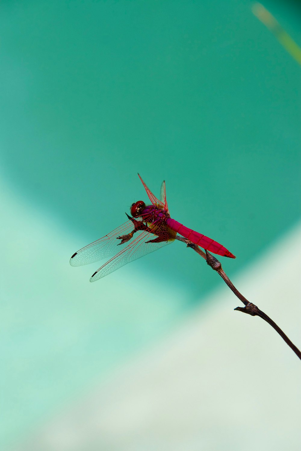 red dragonfly perched on brown stem in close up photography during daytime