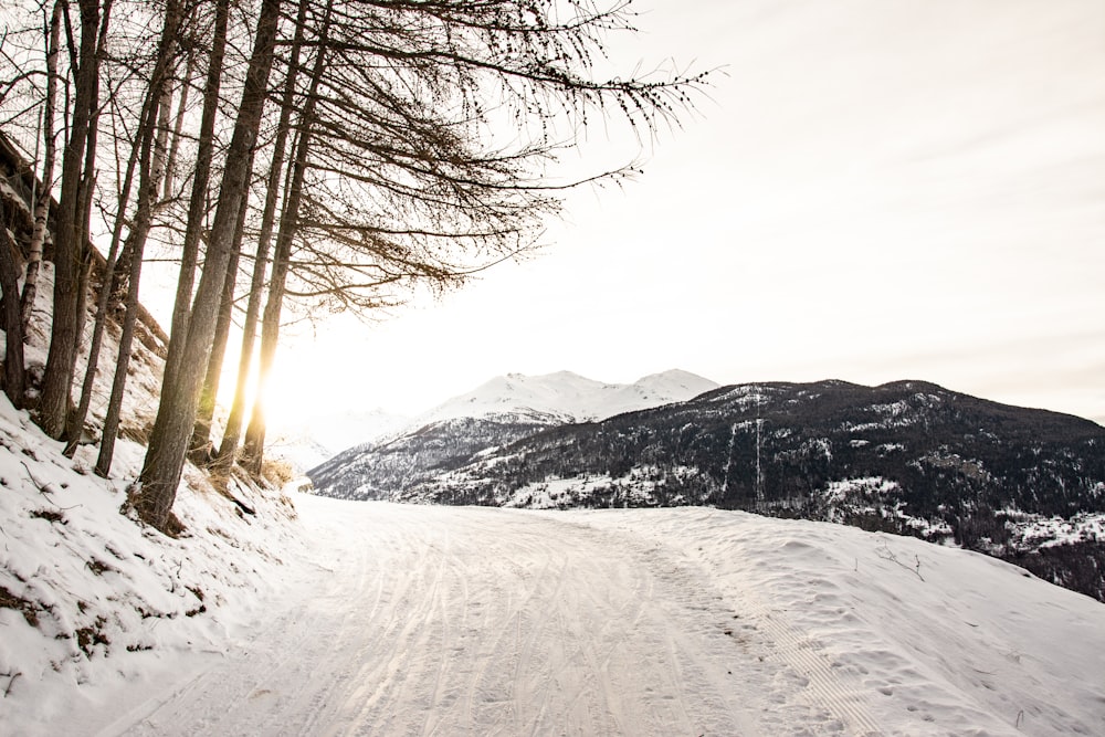 bare trees on snow covered ground during daytime