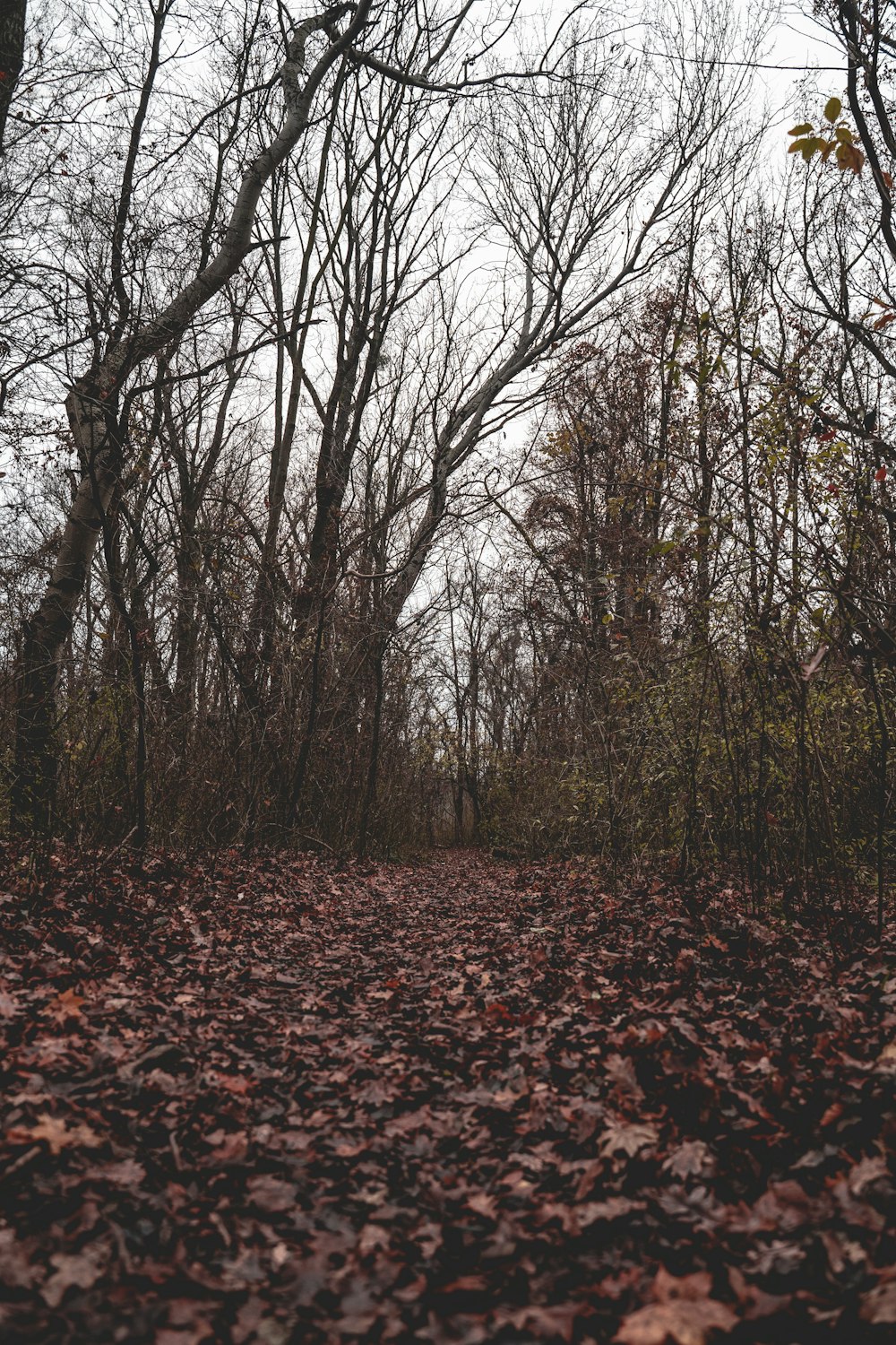 Feuilles séchées brunes sur le sol