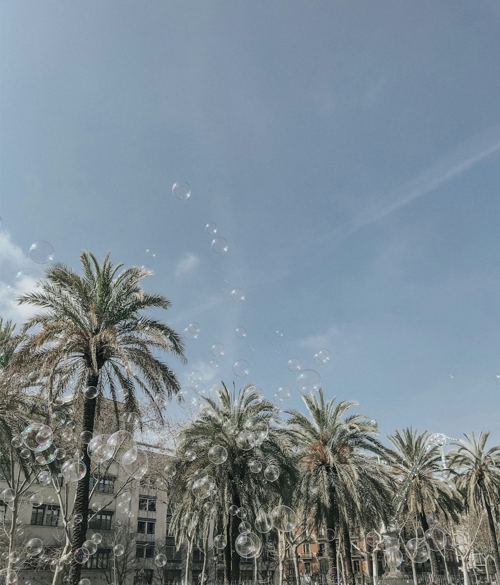 green palm trees under blue sky during daytime