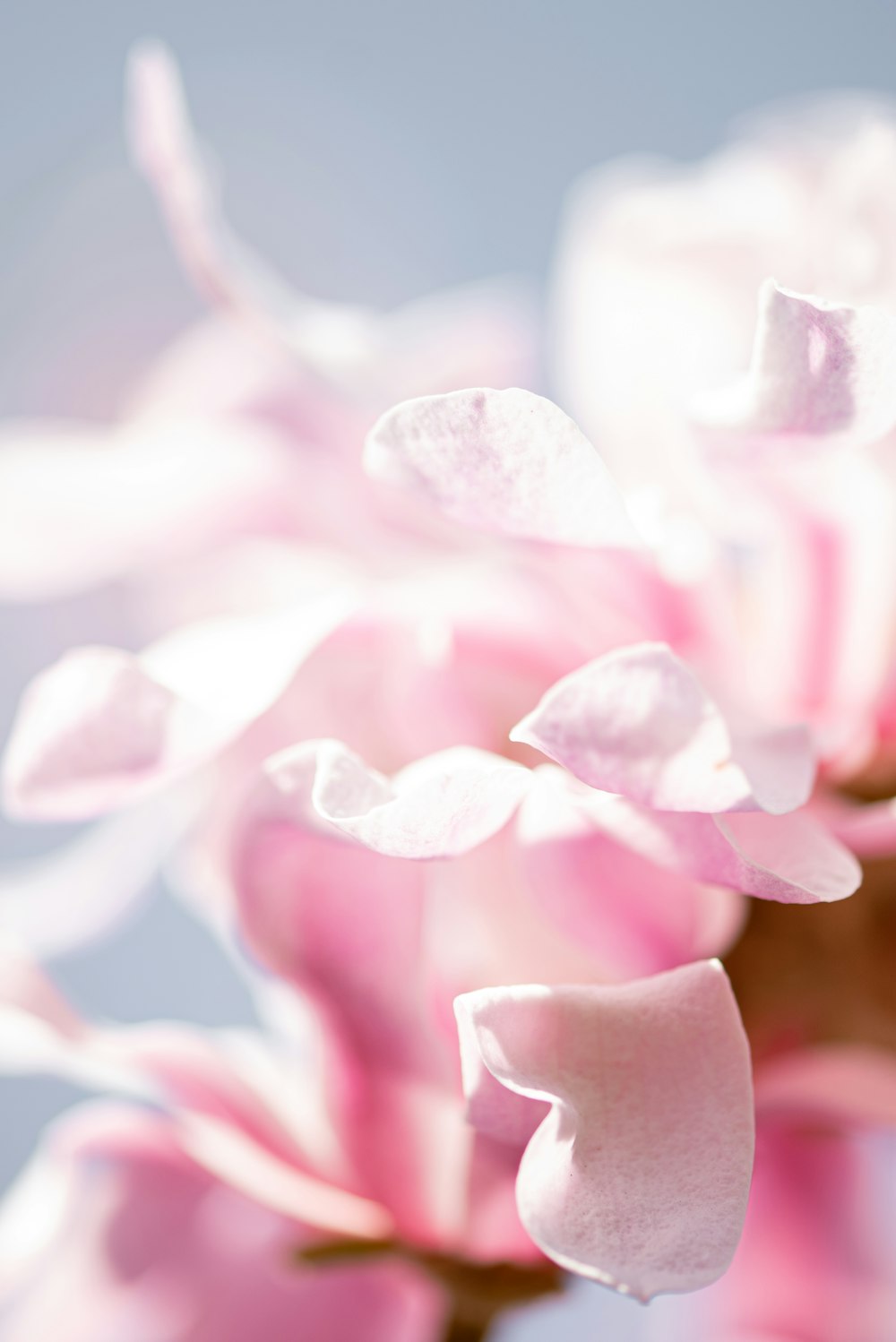 pink and white flower in macro shot