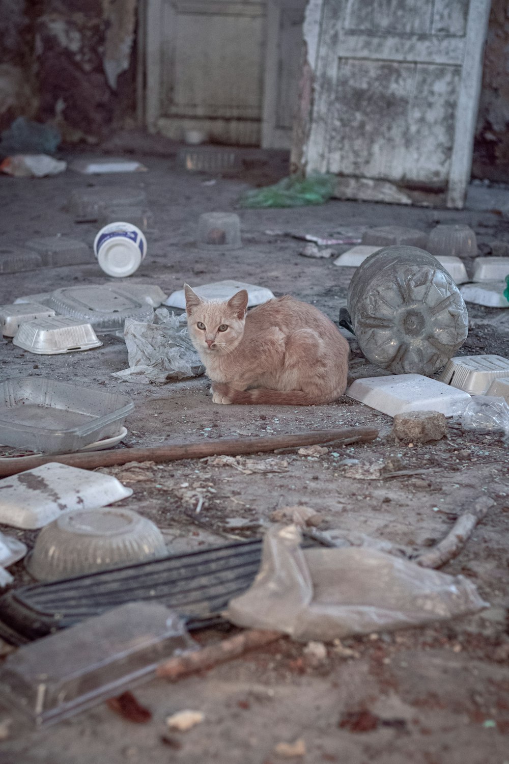 gato atigrado naranja sobre mesa de madera marrón