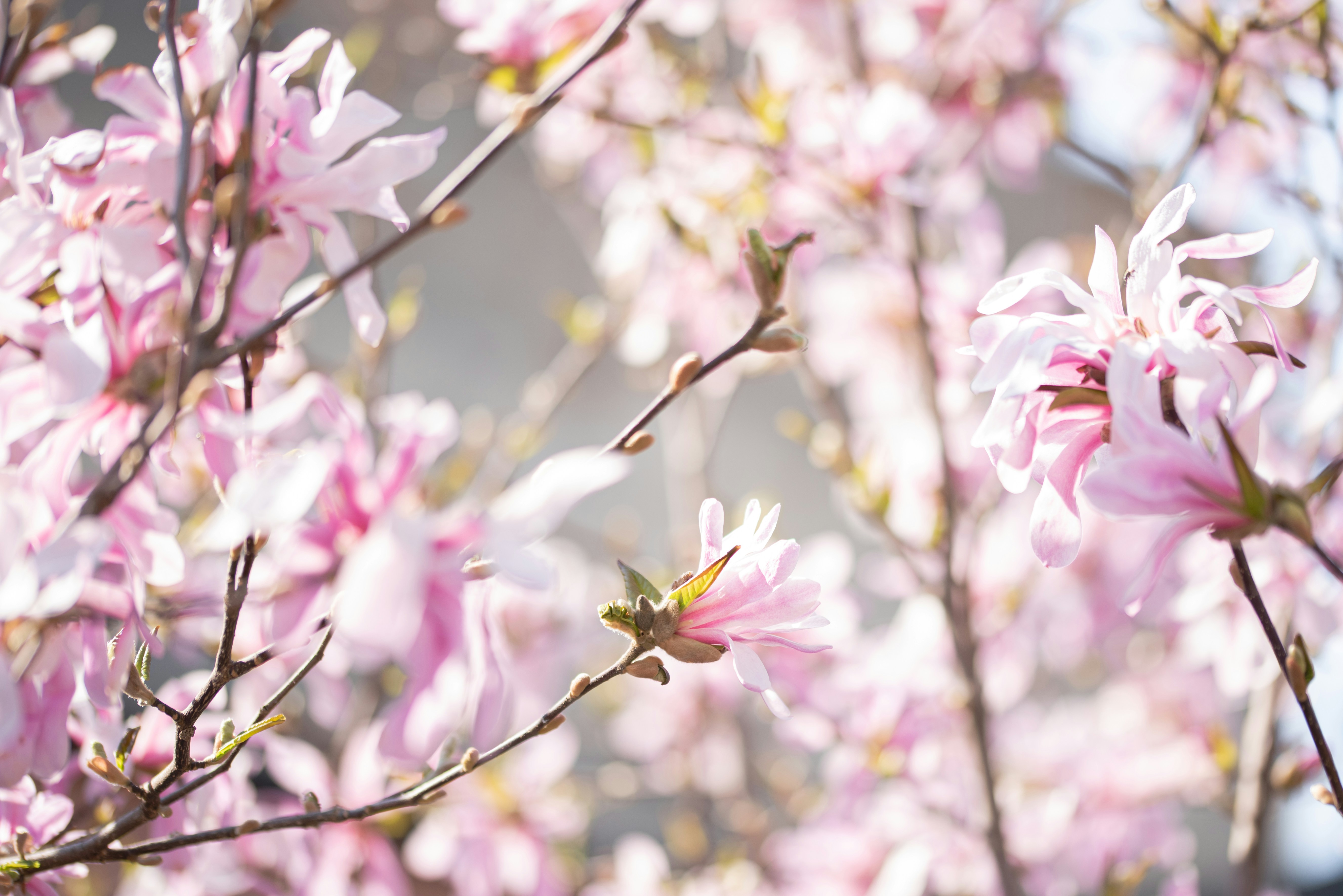 Photo by lauraadaiphoto