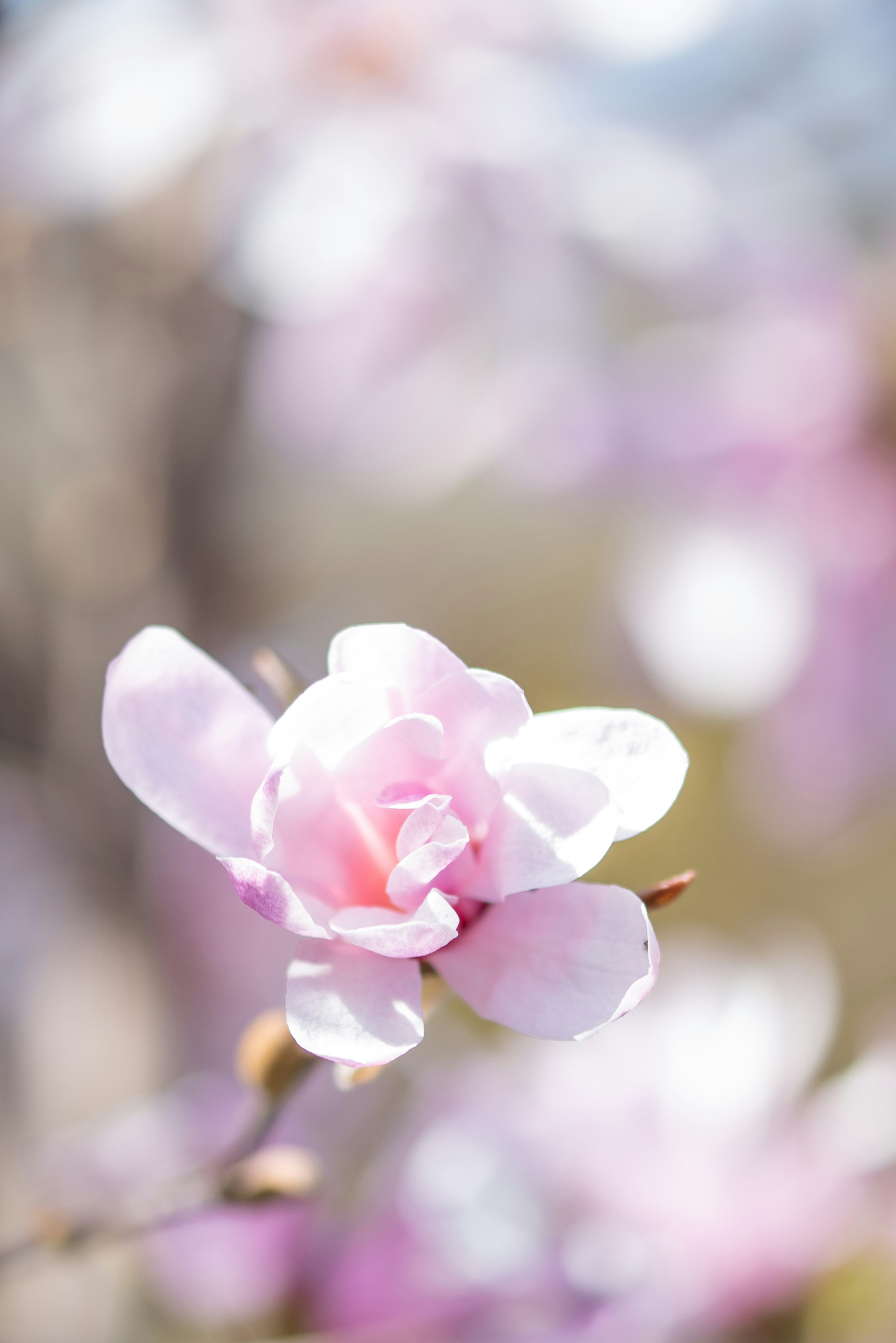 Photo by lauraadaiphoto