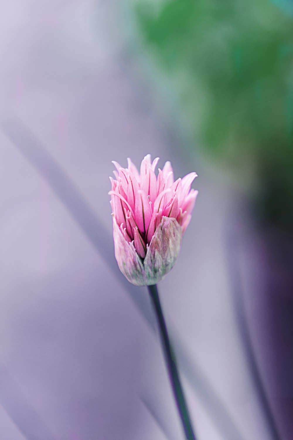 pink flower in tilt shift lens