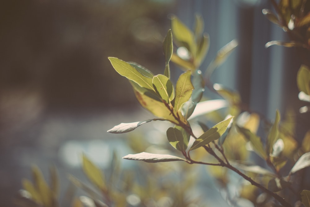 green leaf in tilt shift lens