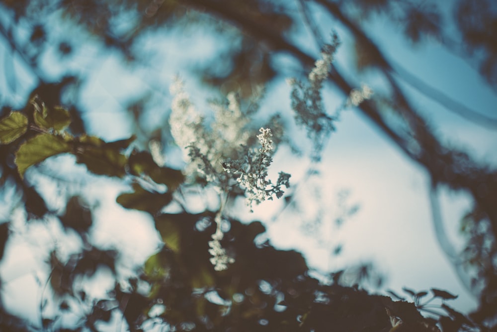 white flower in close up photography