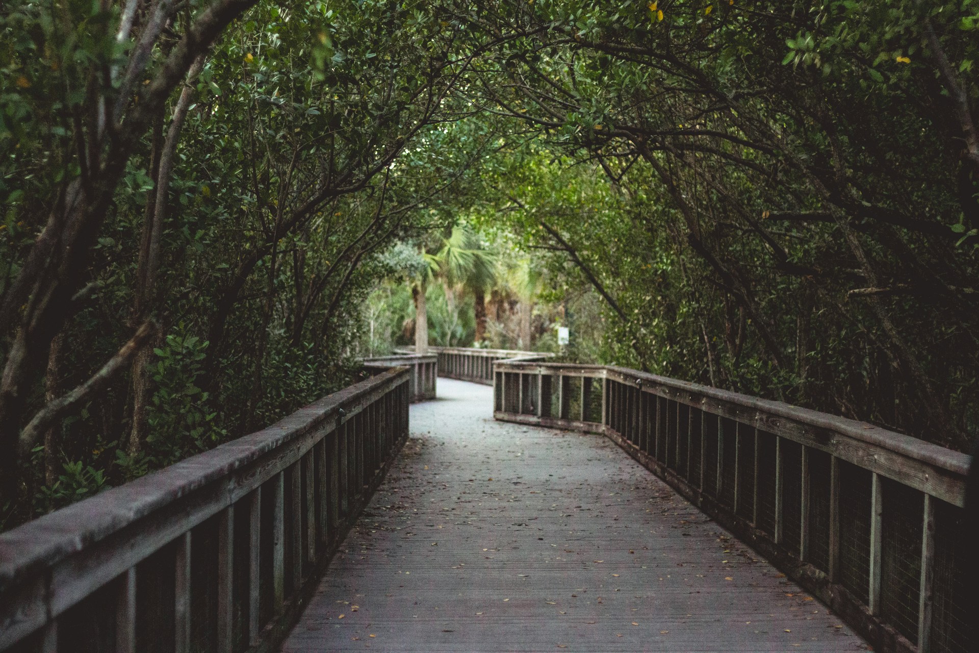 brown wooden bridge in the middle of green trees