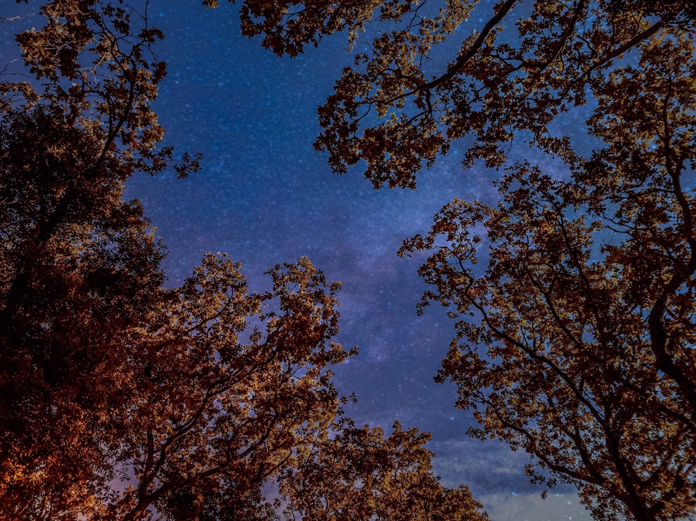 brown leaf trees under blue sky