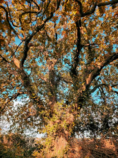 A bright autumn scene showcasing a precisely trimmed large oak tree.