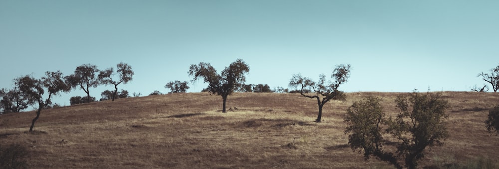 green trees on brown field under blue sky during daytime