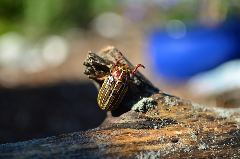 brown and black striped beetle on brown wood