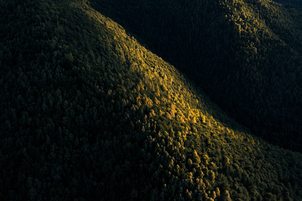 green pine trees during daytime