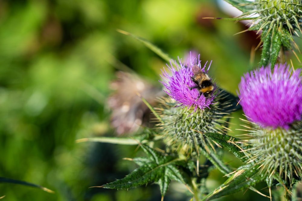 purple flower in tilt shift lens