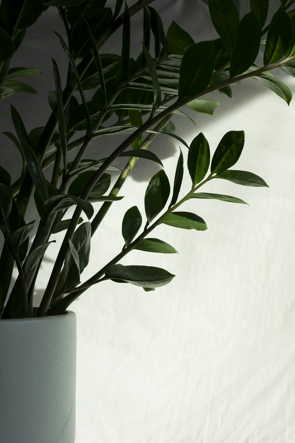 green plant on white ceramic pot