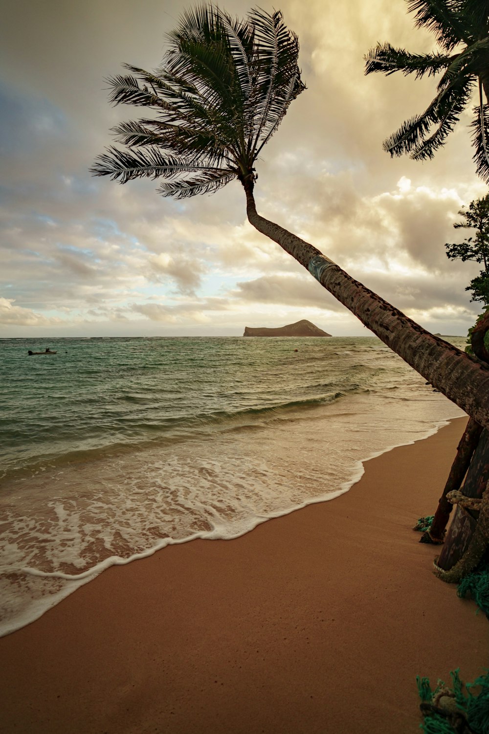 brown tree trunk on beach during daytime