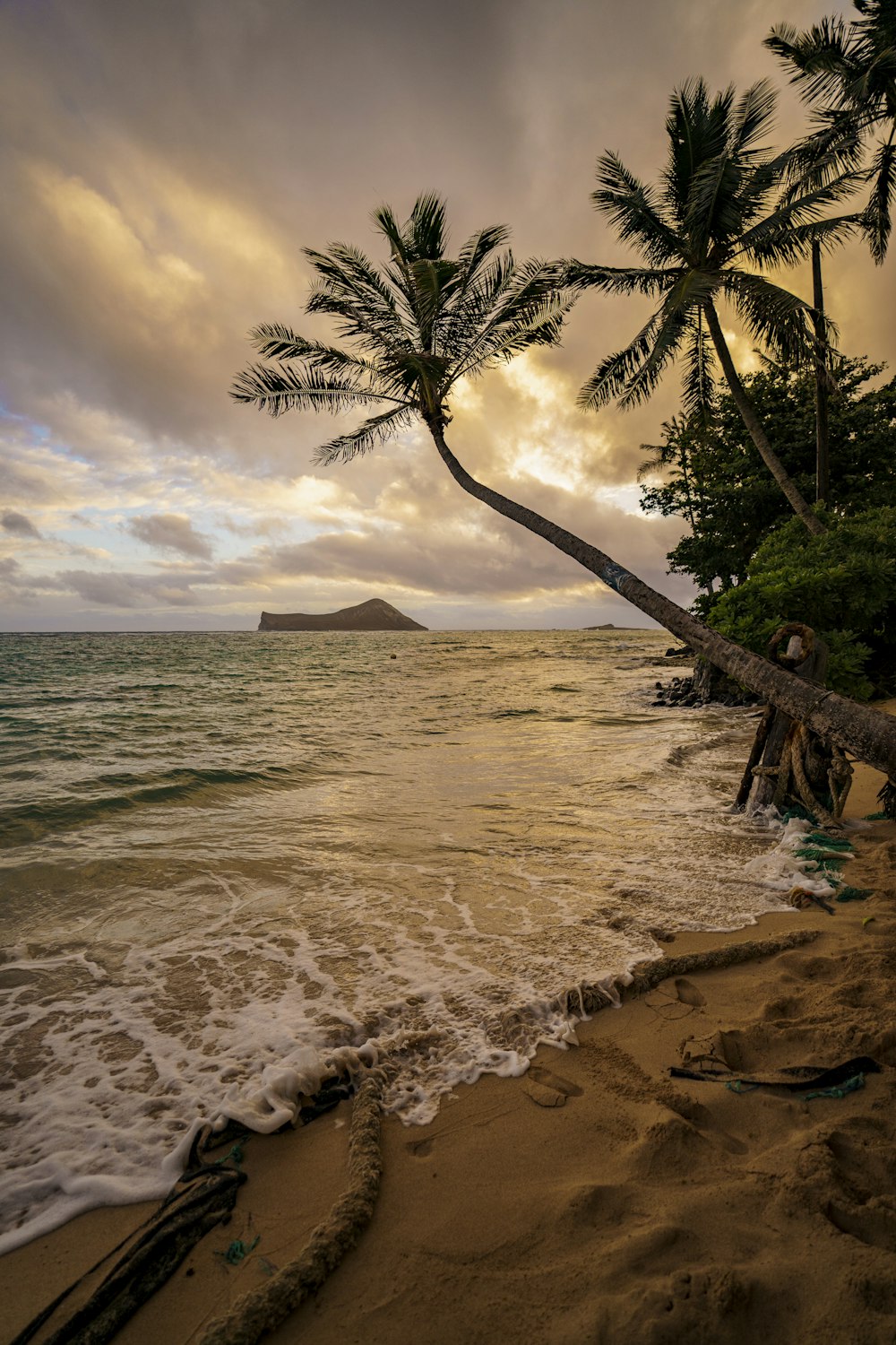 palm tree on beach shore during daytime