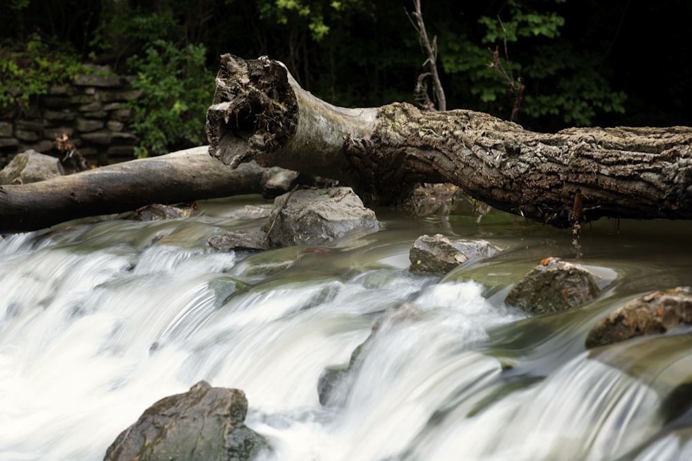 brown tree log on river